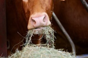 Everything you need to know about roughages