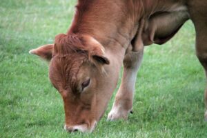 Could salt be the answer to your feed costs?