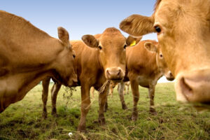 4 ways to get the most out of grazing winter wheat