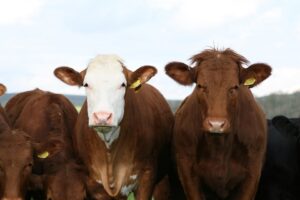 5 ways small cattle producers can make an impact in 2023