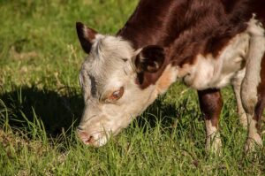 5 ways to reduce winter feed costs