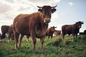 Myth about cattle and the environment exposed