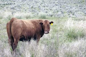 All you need to know about cattle supplements