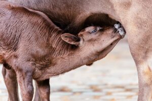 5 astonishing truths about colostrum to start calves right