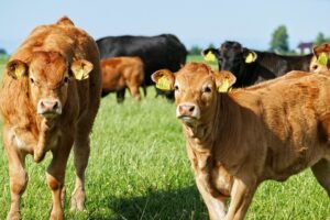 How to make creep feeding profitable