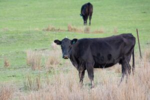 How to take the worry out of grass tetany