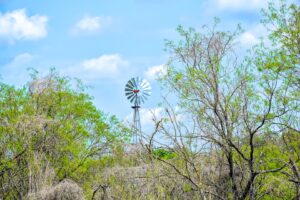Mesquite control made easy: what every rancher should know
