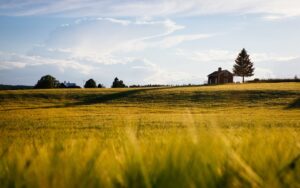How to actually bring a pasture back from the dead