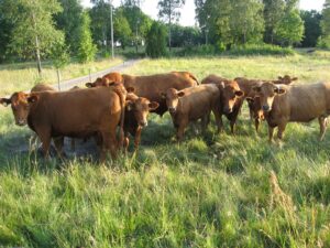 How to not worry about accurately selecting replacement heifers