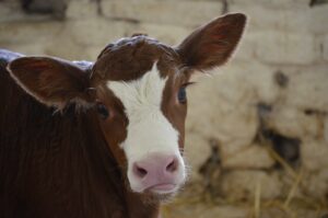 Calf scours: what to watch for, how to treat it