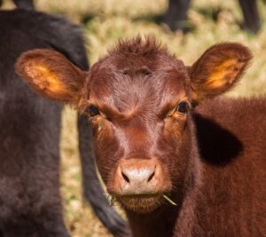 It's important to know the signs of calf dehydration