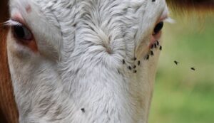 Surprisingly effective and simple ways to control flies on cattle