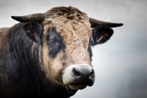 How to actually manage your bulls with 5 simple tips