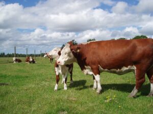5 simple ways to get your pasture ready for spring