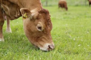 The truth about what roughages does for cattle