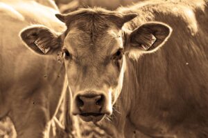 Should we now be more concerned about Bovine Leukemia Virus?