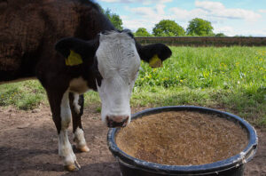 4 simple strategies to make your cattle mineral more effective