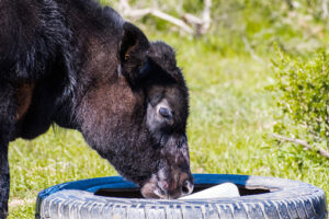 How useful are sulfur blocks for cattle really?