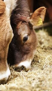 How to make the best cattle feed supplement plan possible