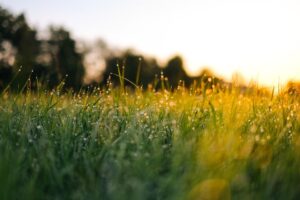 4 simple ways to get fertilizer costs under control