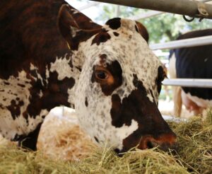 5 simple ways to get feed costs under control