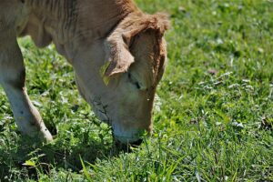 5 tips on how to better handle drought conditions