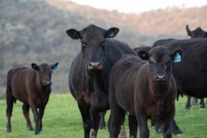 How to get the most out of breeding season