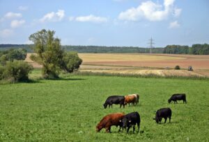 Introducing 4 Common Summer Cattle Diseases to Look Out For