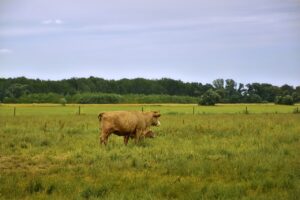 How to use dewormers that will control internal parasites