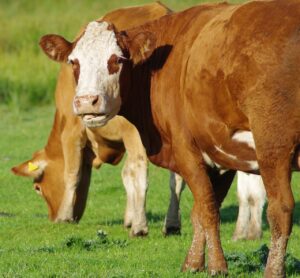 Some simple ways to reducing your feed costs