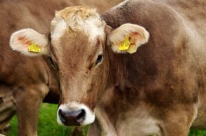 3 ways to get results with breeding season nutrition