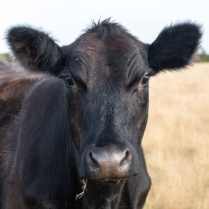 How to use cattle gut health to improve performance