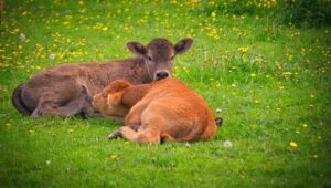 How to know if creep grazing is right for you