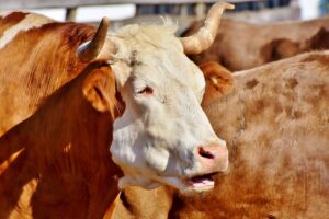 The simple way of keeping trichomoniasis out of your herd