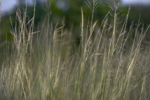 How to actually bring a pasture back from drought