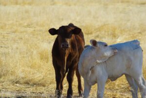 3 ways how to get the most return from weaning