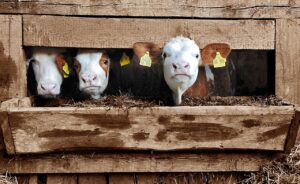 5 tips to become really successful at calf weaning