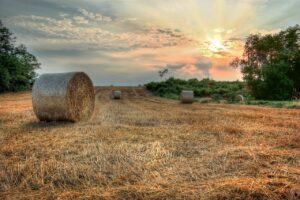 How to use hay sampling to improve your supplement results