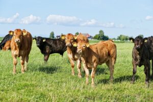 How to control calf shrinkage to reduce profit loss
