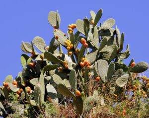 The best ways on how to control prickly pear