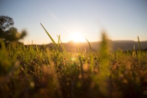 How to avoid nitrate toxicity following a drought