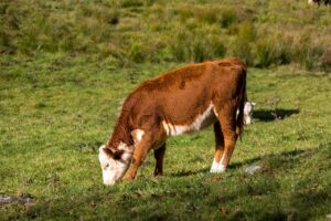 Ultimate fall herd health- Common problems to look for