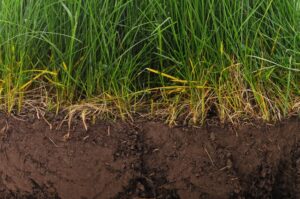 Soil test: 5 tips on how to do it right