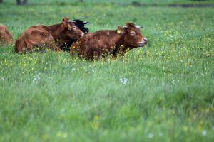 How to actually develop heifers for long-term profitability