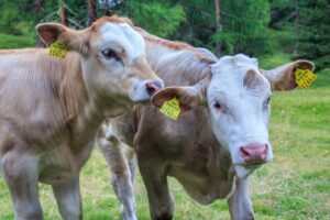 5 instructive steps to start calves the right way