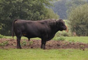 How to care for your bulls in the offseason