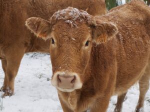 How to actually keep your cattle healthy during winter