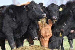 Surprising guidelines on how to deal with a cull