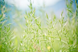 What you need to know to improve forage production