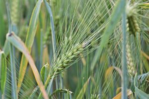 How to best use winter wheat in 4 easy steps